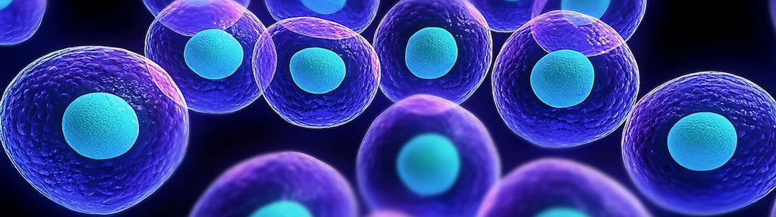 New Approach to Aging: Scientists Restore Youthful Function to Old Cells